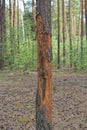 sick brown pine with dry fallen bark in the forest