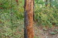 Sick brown pine with dry fallen bark in the forest