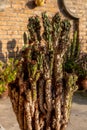 Sick cactus plant closeup with selective focus Royalty Free Stock Photo