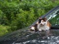 Sick cat basking on the hood of the car
