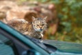 Cats are basking on the hood of a car