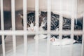 Sick cat in the cage in a vet clinic, veterinary concept