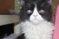 sick cat : glaucoma eye cat