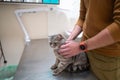 A sick cat of gray color of the Brin breed in the hands of the owner on examination in a veterinary clinic on the table