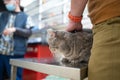 A sick cat of gray color of the Brin breed in the hands of the owner on examination in a veterinary clinic on the table