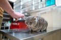 A sick cat of gray color of the Brin breed in the hands of the owner on examination in a veterinary clinic on the table