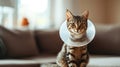 Sick cat lying down looking at camera with plastic collar on head Royalty Free Stock Photo