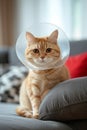 Sick cat lying down looking at camera with plastic collar on head Royalty Free Stock Photo