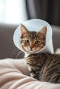 Sick cat lying down looking at camera with plastic collar on head Royalty Free Stock Photo