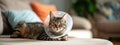 Sick cat lying down looking at camera with plastic collar on head Royalty Free Stock Photo