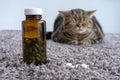 Sick cat medicines for sick pills spilling out of bottle Royalty Free Stock Photo
