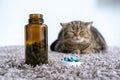 Sick cat medicines for sick pills spilling out of bottle Royalty Free Stock Photo