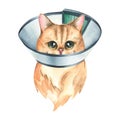 A sick cat in a protective, veterinary collar, golden chinchilla breed. Watercolor illustration. An isolated object from