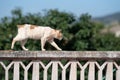 Sick cat with tail amputated