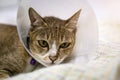 Sick cat with veterinary cone on its head to protect cat from licking a wound