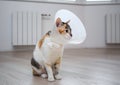 Sick cat with veterinary cone or plastic cone collar on its head to protect cat from licking a wound.