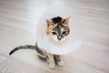 Sick cat with veterinary cone or plastic cone collar on its head to protect cat from licking a wound.