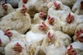 Sick chicken or Sad chicken in farm,Epidemic, bird flu.