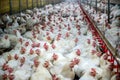 Sick chicken or Sad chicken in farm,Epidemic, bird flu. Royalty Free Stock Photo