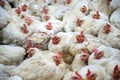 Sick chicken or Sad chicken in farm,Epidemic, bird flu.