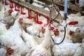 Sick chicken or Sad chicken in farm,Epidemic, bird flu.