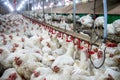 Sick chicken or Sad chicken in farm,Epidemic, bird flu.