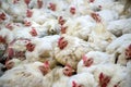 Sick chicken or Sad chicken in farm,Epidemic, bird flu.