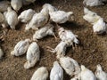 Sick Chickens Symptoms and signs. Disease Outbreaks, High Mortality