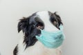 Sick or contagious dog border collie wearing protective surgical medical mask isolated on white background. Funny puppy