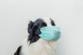 Sick or contagious dog border collie wearing protective surgical medical mask isolated on white background. Funny puppy with mask