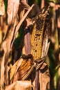 Sick corn on the cob in a dry maize field in Germany Royalty Free Stock Photo