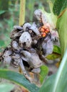Corn on the cob affected by the fungus Ustilago zeae Unger Royalty Free Stock Photo