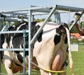 Sick cow waiting for cure in a metal box