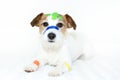 SICK AND CUTE DOG WITH COLORFUL MEDICAL PATCH FIRST AID BANDS PL