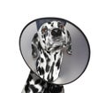 Sick dalmatian dog wearing a protective collar - isolated on white