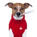 Sick dog Royalty Free Stock Photo