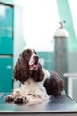 Sick dog  in a veterinarian clinic Royalty Free Stock Photo