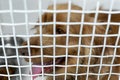 Sick dog in a cage in a veterinary clinic for animals. Royalty Free Stock Photo