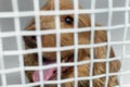 Sick dog in a cage in a veterinary clinic for animals. Royalty Free Stock Photo
