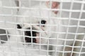 Sick dog in a cage in a veterinary clinic for animals. Royalty Free Stock Photo