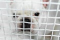 Sick dog in a cage in a veterinary clinic for animals. Royalty Free Stock Photo