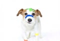 SICK DOG WITH COLORFUL MEDICAL PATCH FIRST AID BANDS PLASTER STRIPS ON BED ISOLATED ON WHITE BACKGROUND LOOKING THE CAMERA. COPY