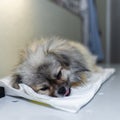 Sick dog napping and waiting for surgery Royalty Free Stock Photo