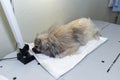 Sick dog napping and waiting for surgery Royalty Free Stock Photo