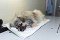 Sick dog napping and waiting for surgery Royalty Free Stock Photo