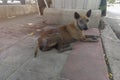 Sick dog need helping live on the street