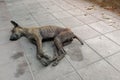 Sick dog need helping live on the street