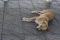 Sick dog need helping live on the street
