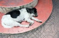 Sick dog need helping live on the street