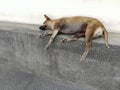 Sick dog need helping live on the street